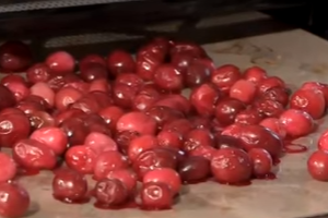 How to Dry Cranberries – With Karin Ridgers