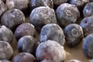 How to Freeze Blueberries With Karin Ridgers